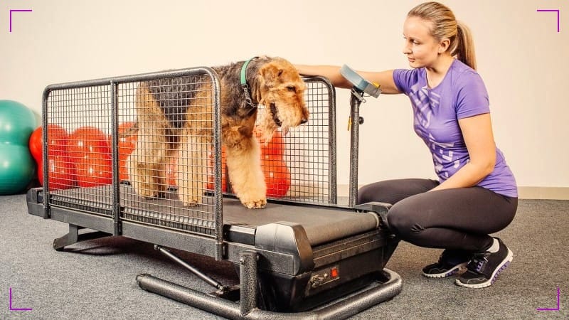 Dog Treadmill