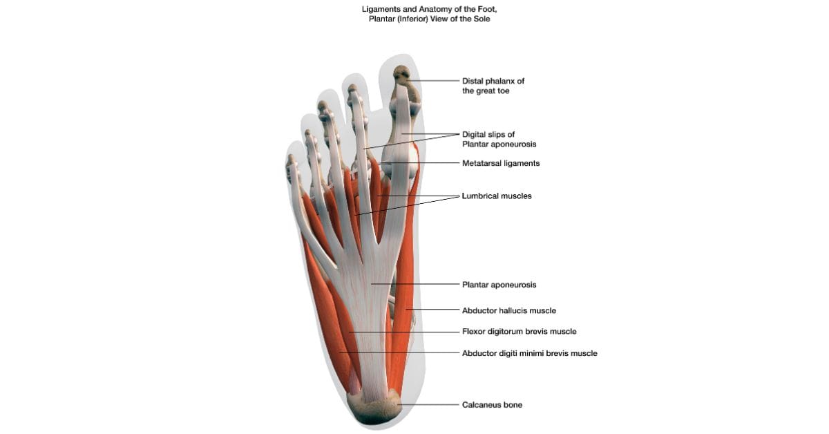 Anatomy of a Foot