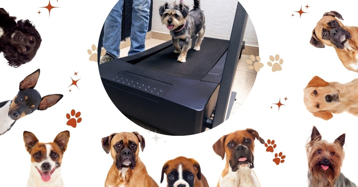 Pawsitively Fit With the Power of Dog Treadmill